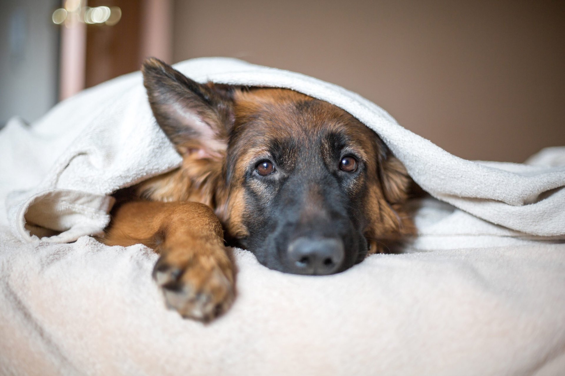 Your Pet Deserve It: 8 Reasons Pet Insurance Is Essential